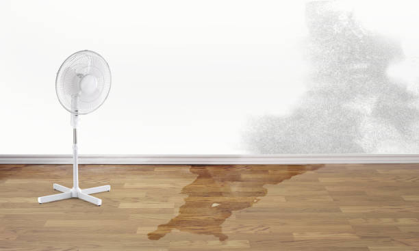Best Water damage restoration near me  in Jellico, TN