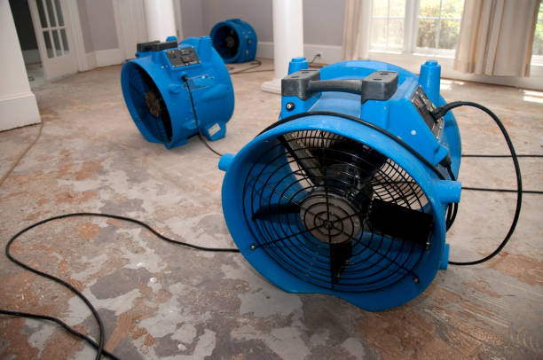 Best Basement water damage restoration  in Jellico, TN