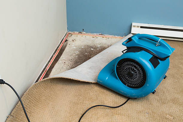 Best Flood damage cleanup  in Jellico, TN